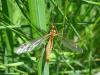 286973 – Photo : Guénael Hallart – France (08)